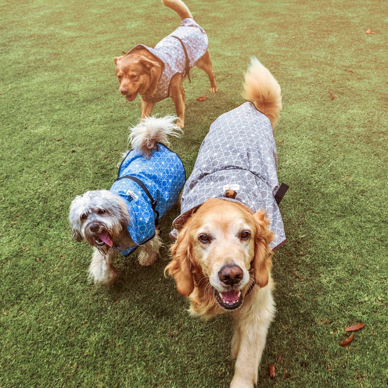 Impermeables para perro Moxy