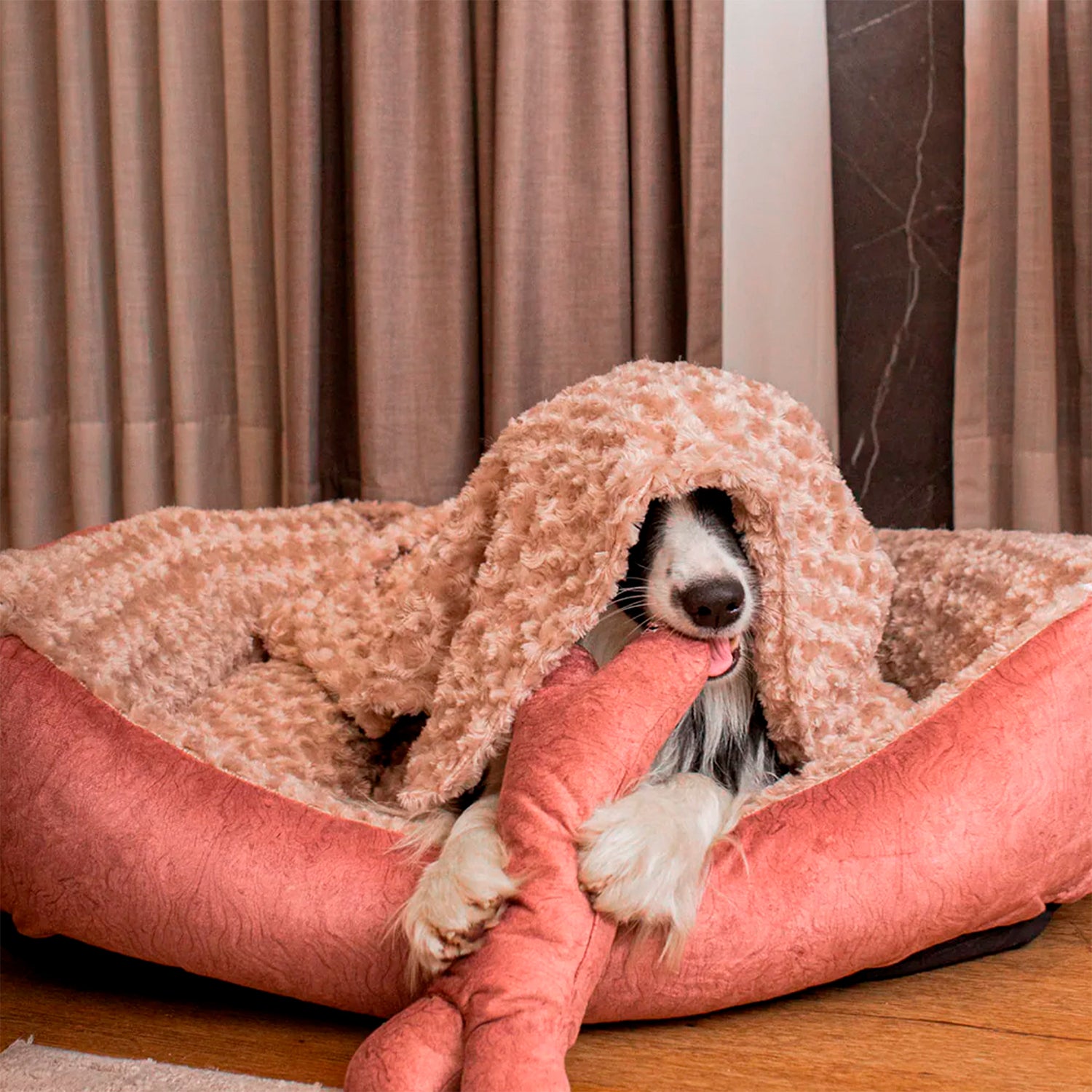 Mastercam Que Hacer Si Mi Perro Se Hace Pipi En La Cama Camas