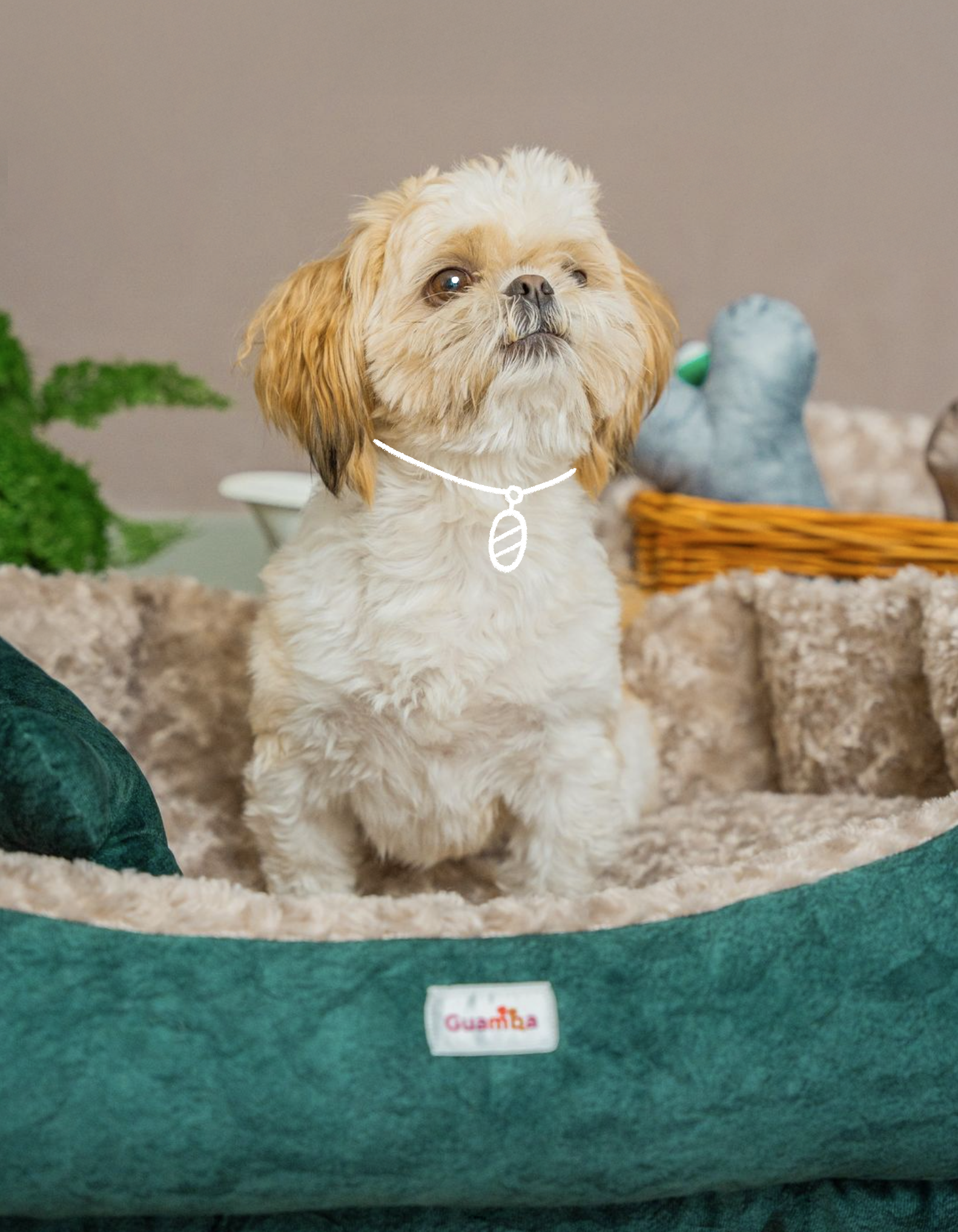 cama_verde_perro.png