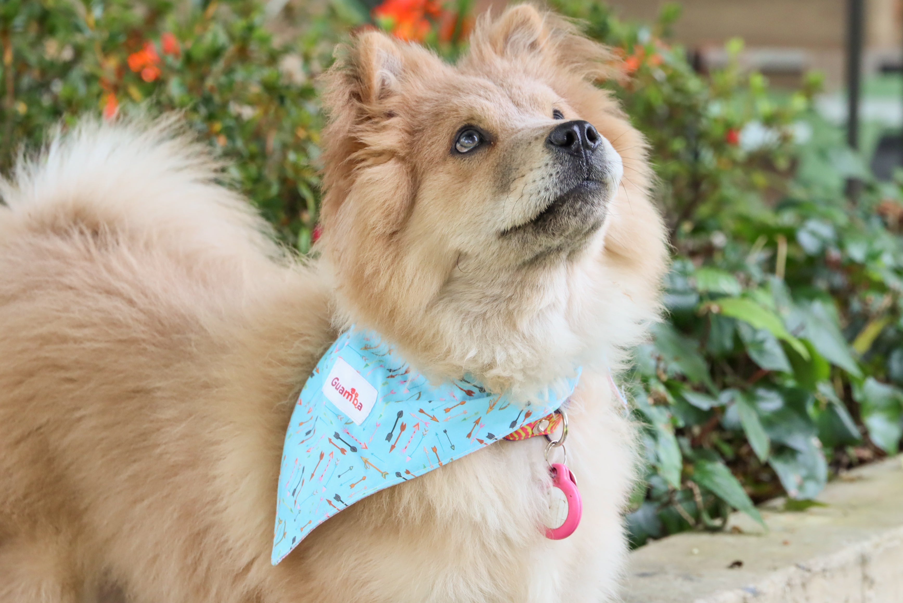 Ansiedad en perros: señales, causas y cómo ayudarlos a sentirse seguros