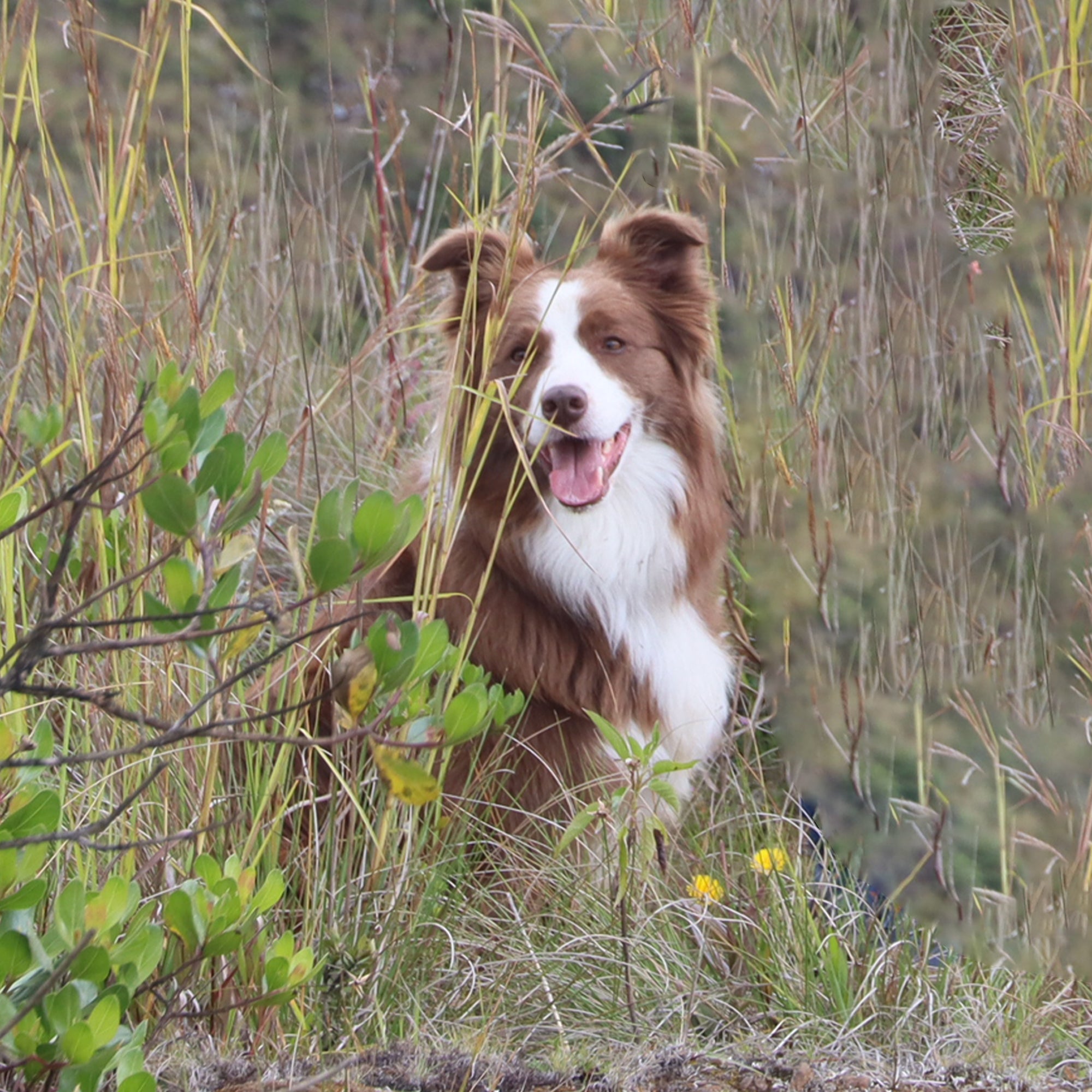 Tu perro explora con la nariz: beneficios de dejarlo olfatear en cada paseo