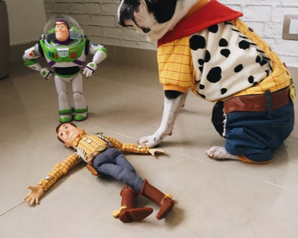 ¿Disfrazar a las mascotas? - La guía Guamba de cómo hacerlo y consideraciones para tomar la decisión