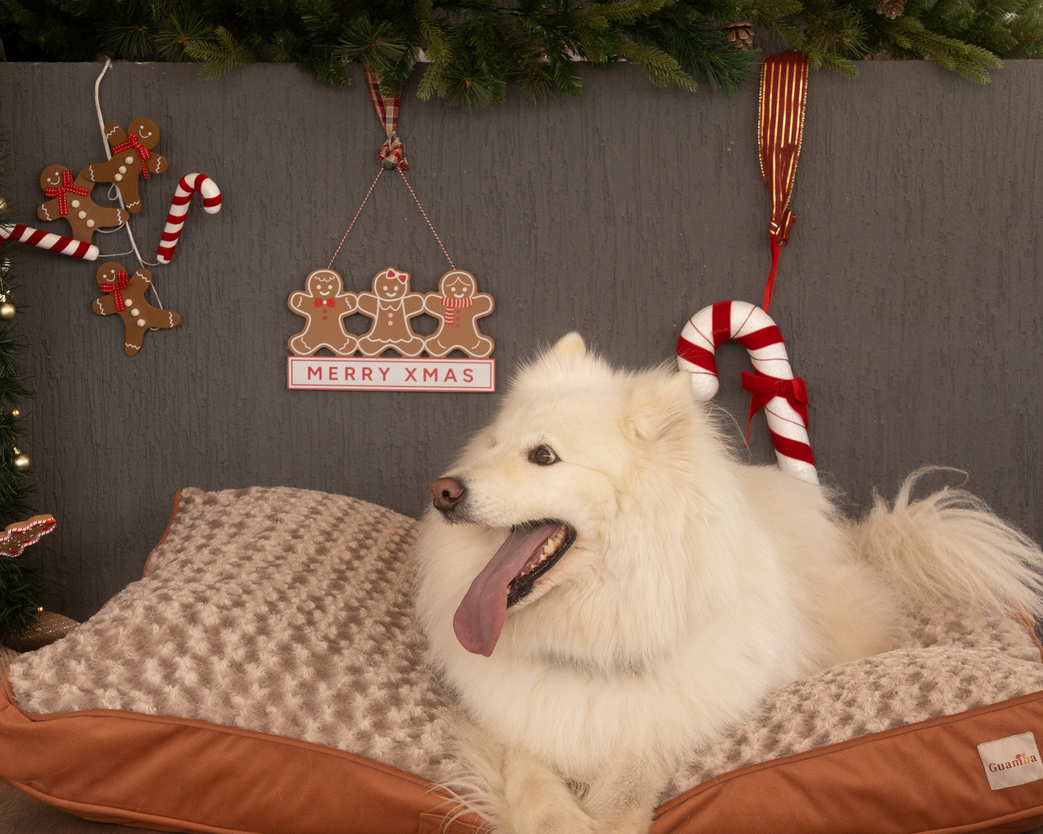 La felicidad de las mascotas en Navidad: cuando ven y destapan su regalo 🎁🐶🐱