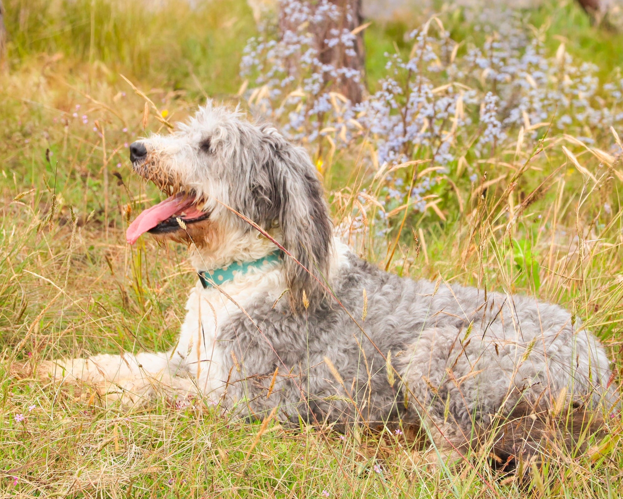 ¿Cómo saber si mi perro tiene calor? 7 señales para detectarlo a tiempo