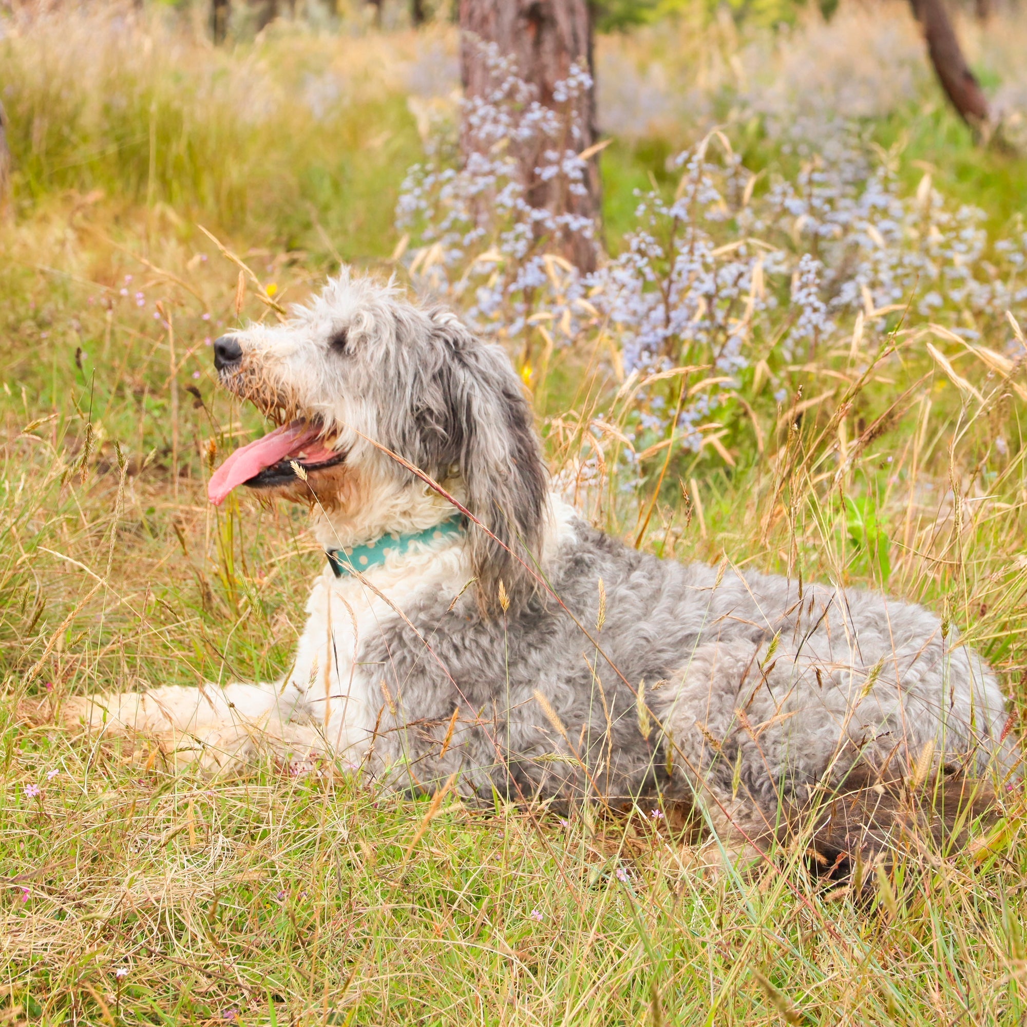 ¿Cómo saber si mi perro tiene calor? 7 señales para detectarlo a tiempo