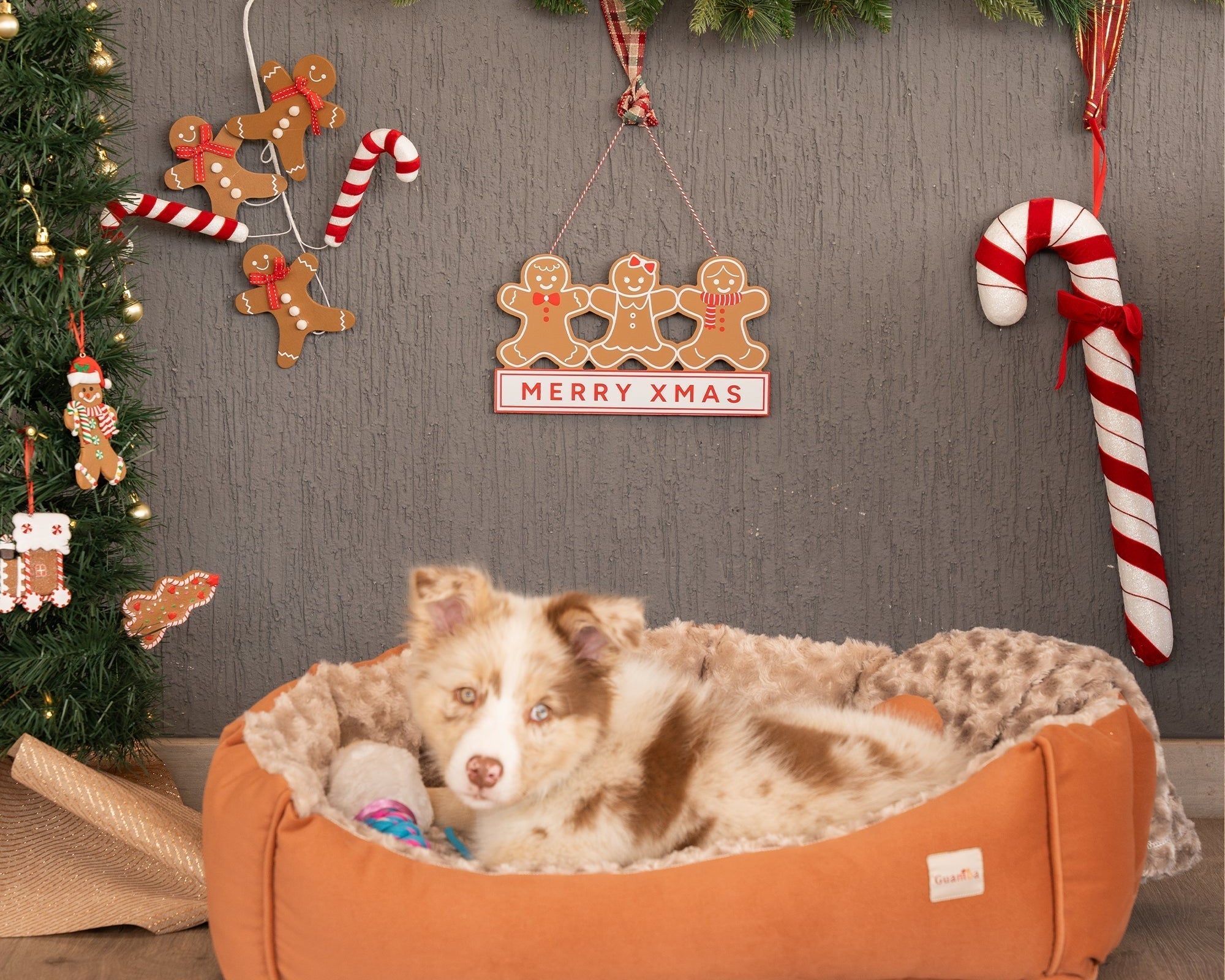 Guía real para proteger a tu perro o gato en temporada de pólvora