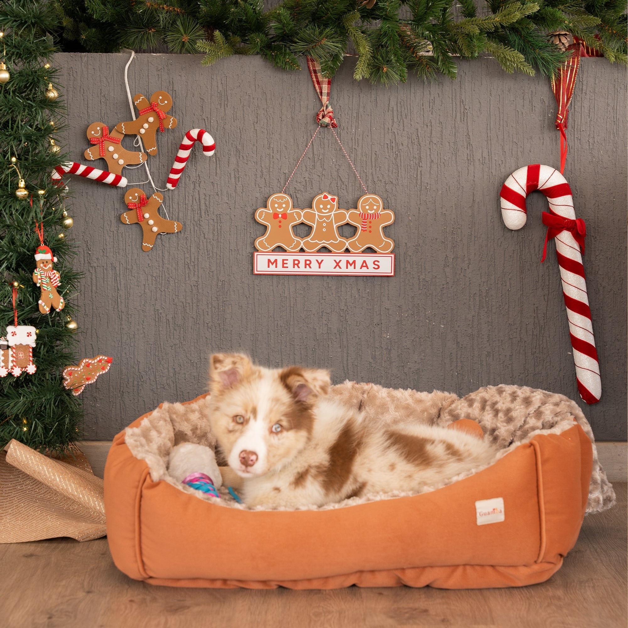 guía real para proteger a tu perro o gato en temporada de pirotecnia