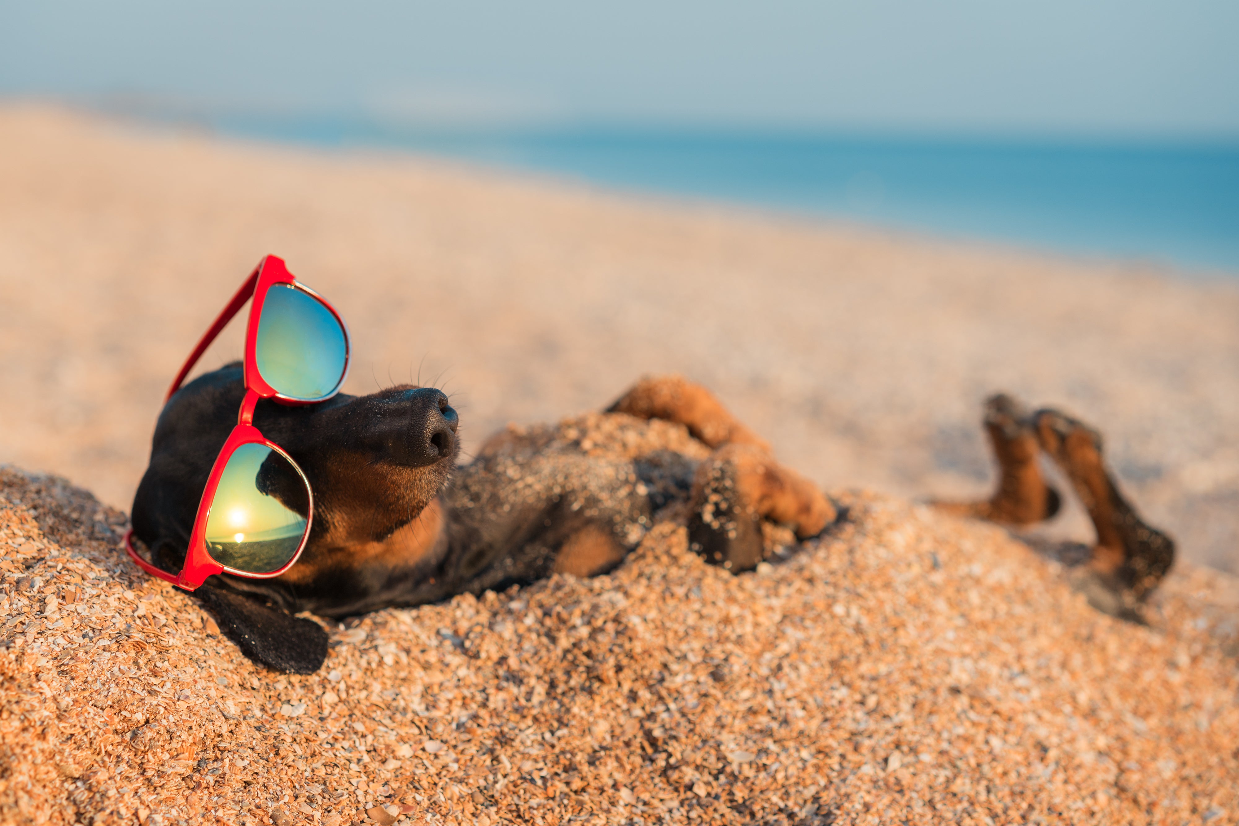 ¡AVENTURAS CANINAS EN LA PLAYA!  DISFRUTANDO DEL SOL, LA ARENA Y EL MAR JUNTOS