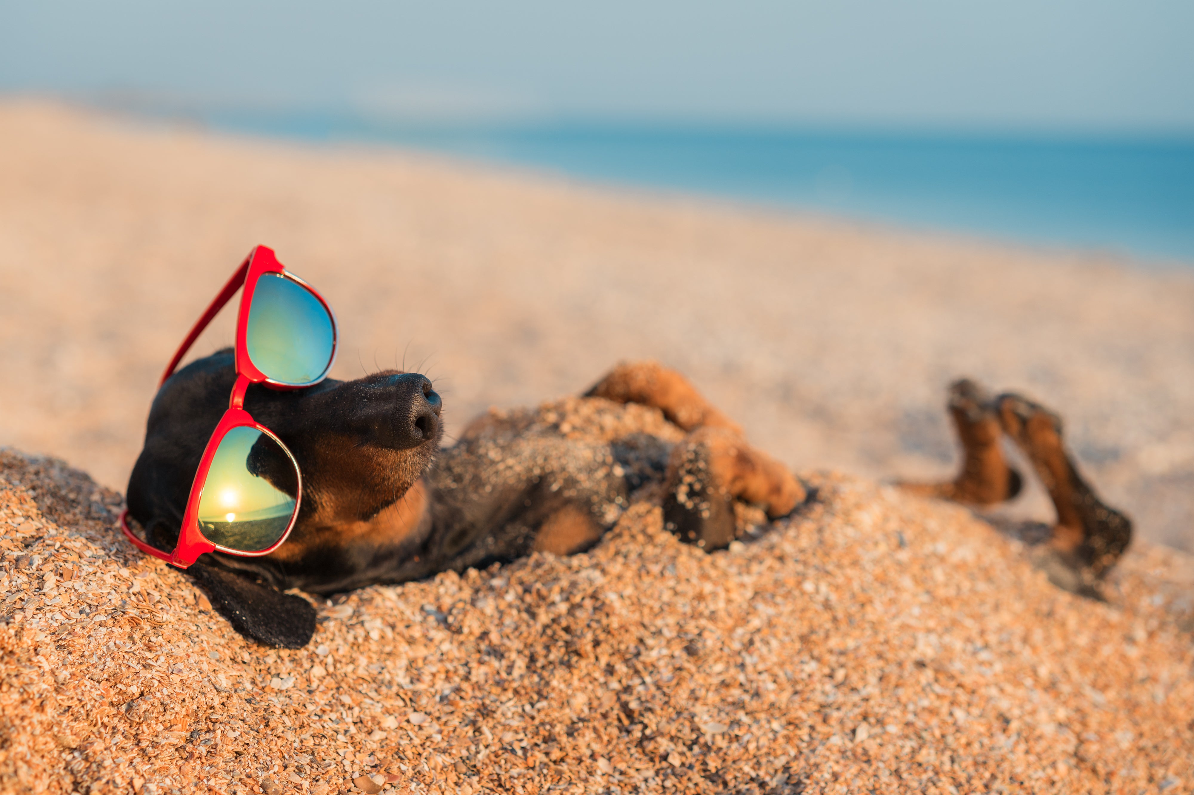 ¡AVENTURAS CANINAS EN LA PLAYA!  DISFRUTANDO DEL SOL, LA ARENA Y EL MAR JUNTOS