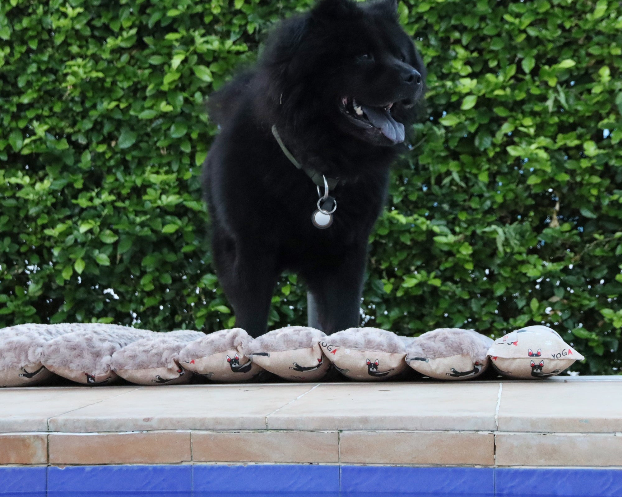 Guía de viaje con tu mascota: carro, clima, seguridad y confort (sin estrés)
