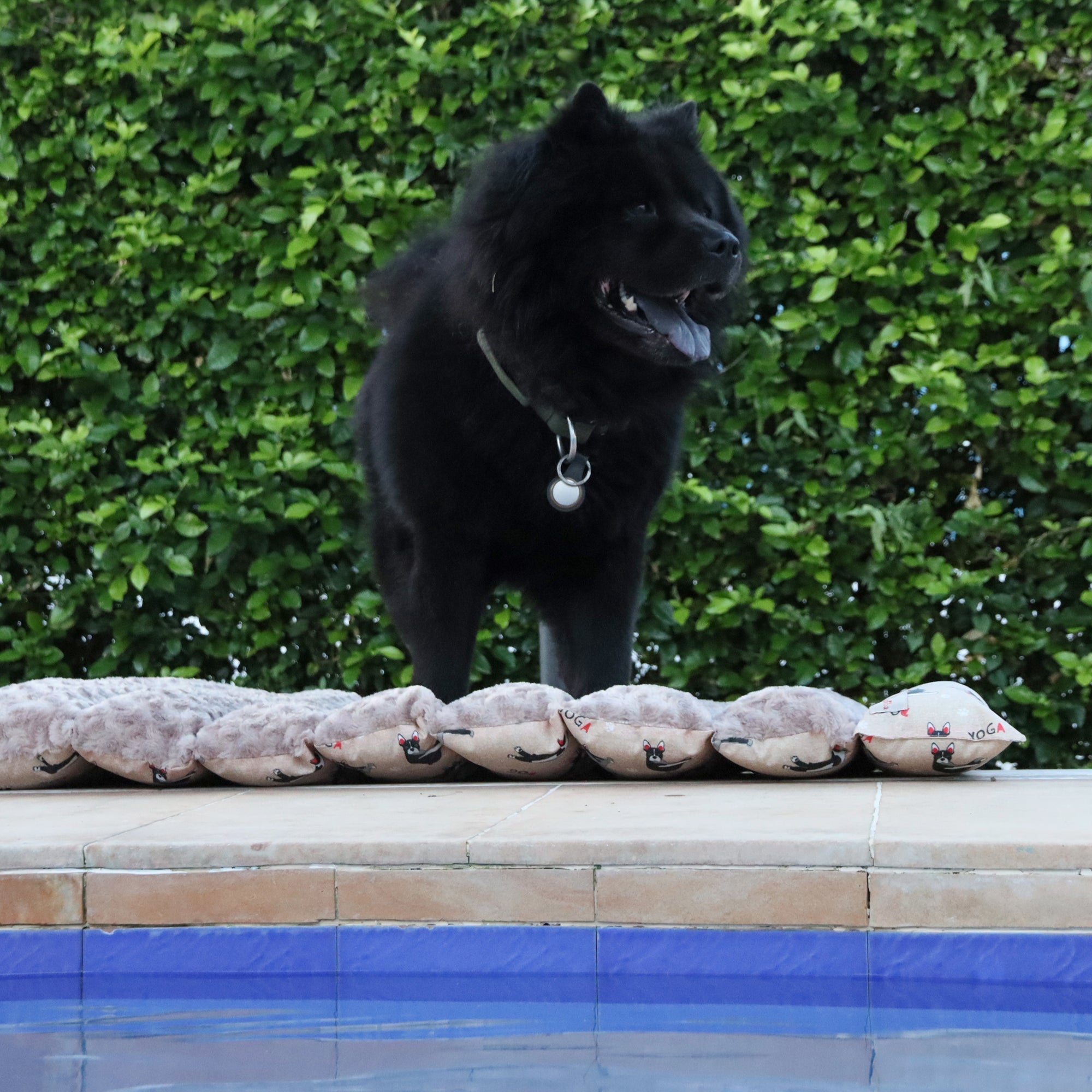 Guía de viaje con tu mascota: carro, clima, seguridad y confort (sin estrés)