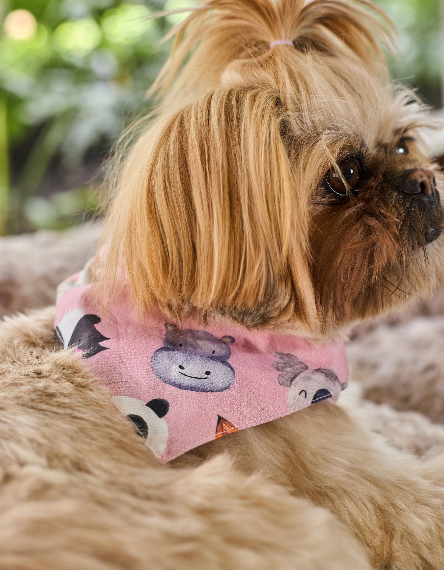 Bandana Para Perro Roxy