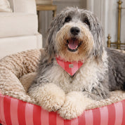 Camas Funny para mascota