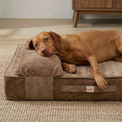 Colchón París Ortopédico + Almohada para perro