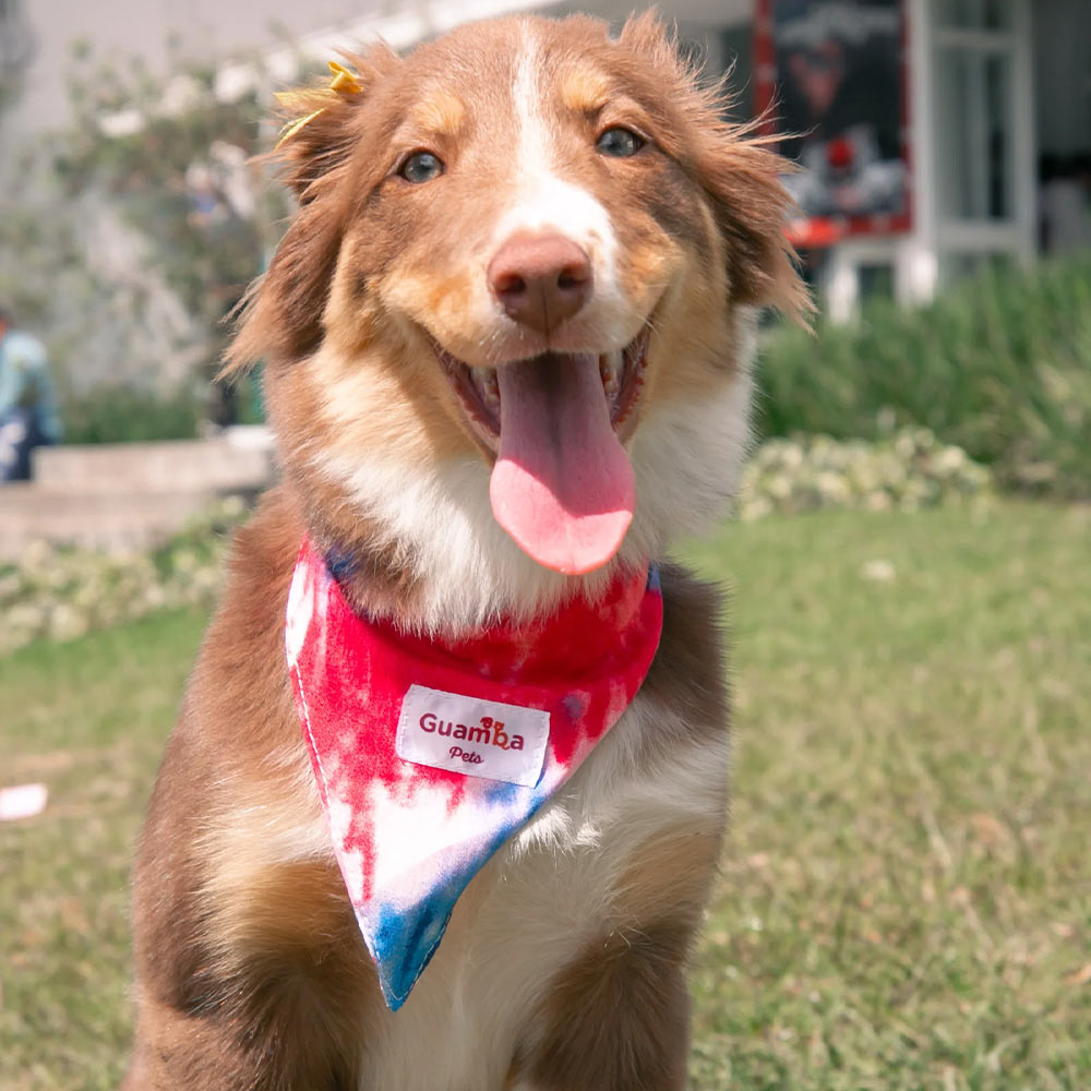 COLECCION-0BANDANAS-PARA-MASCOTA-GUAMBA.jpg