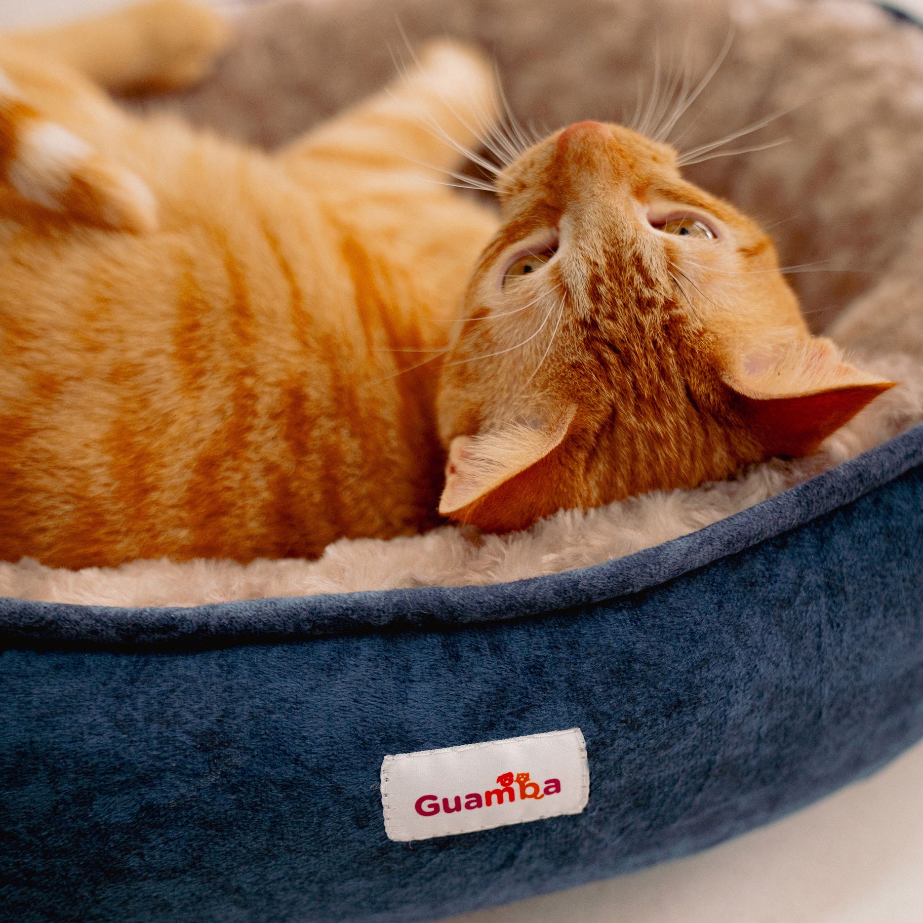 Cama-paris-Gato_Guamba-final.jpg