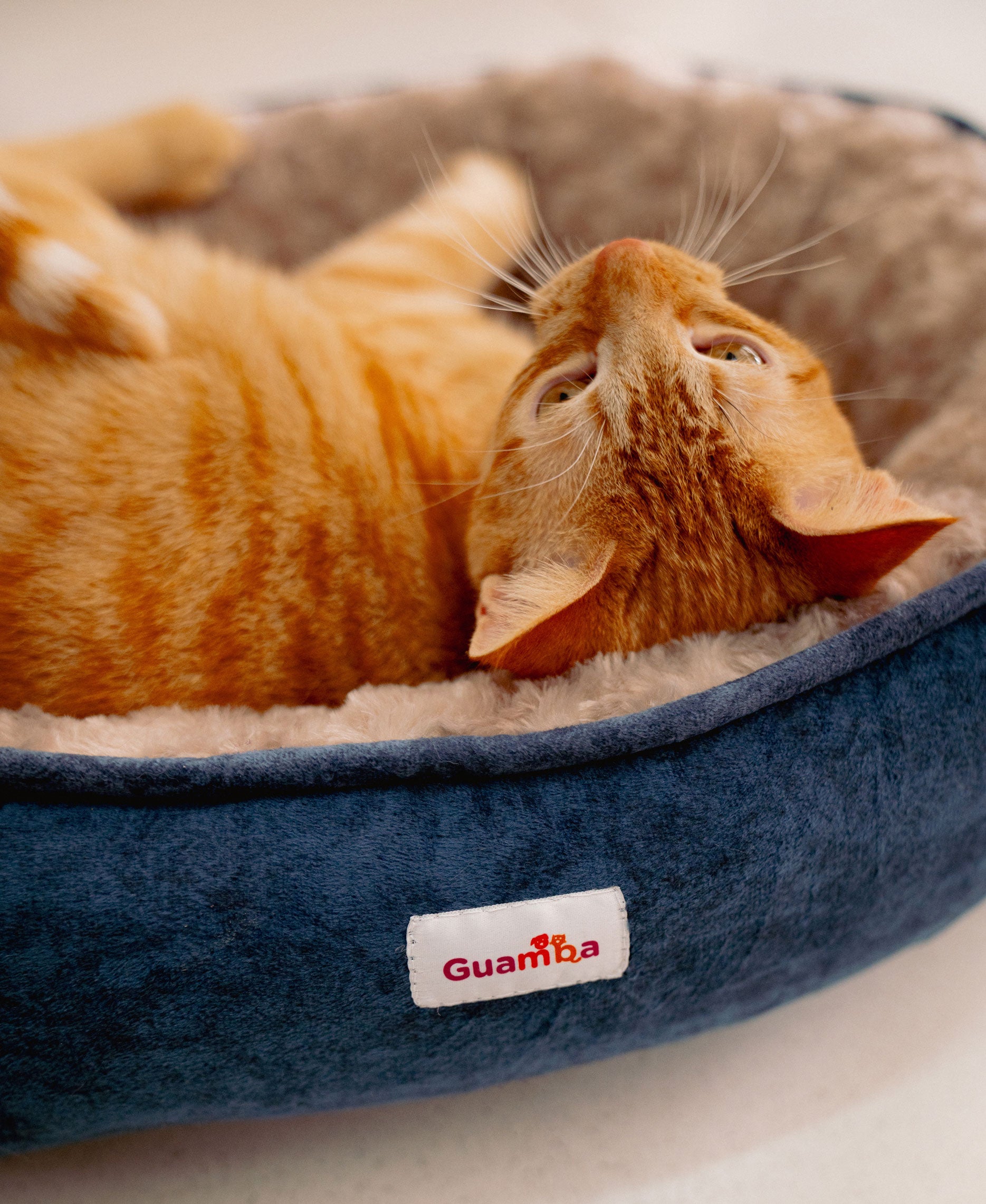 Cama para gato parís