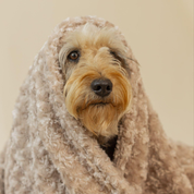 Cobija Guamba para mascotas