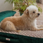 Colchón Paris ortopédico con Almohada
