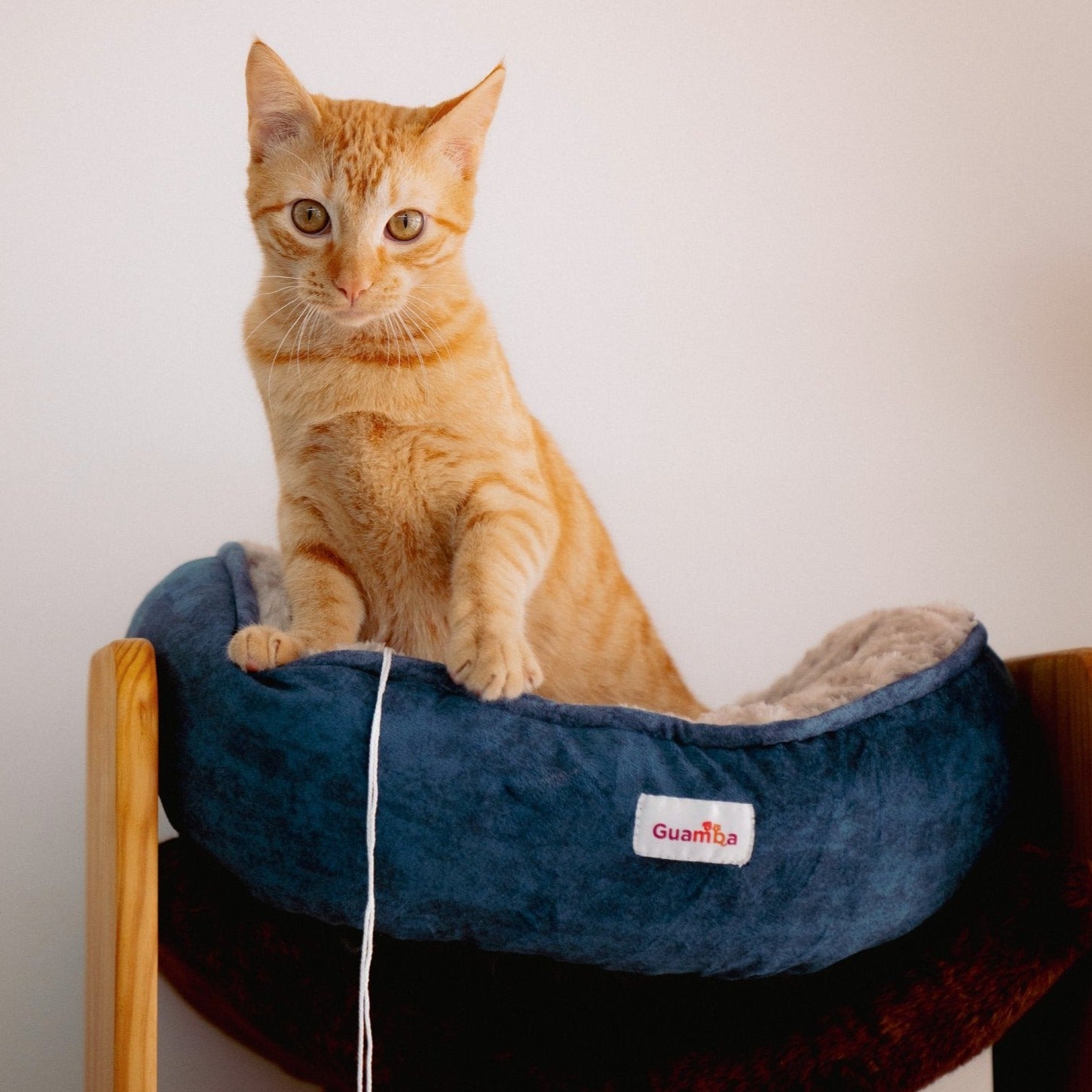 Cama para gato parís