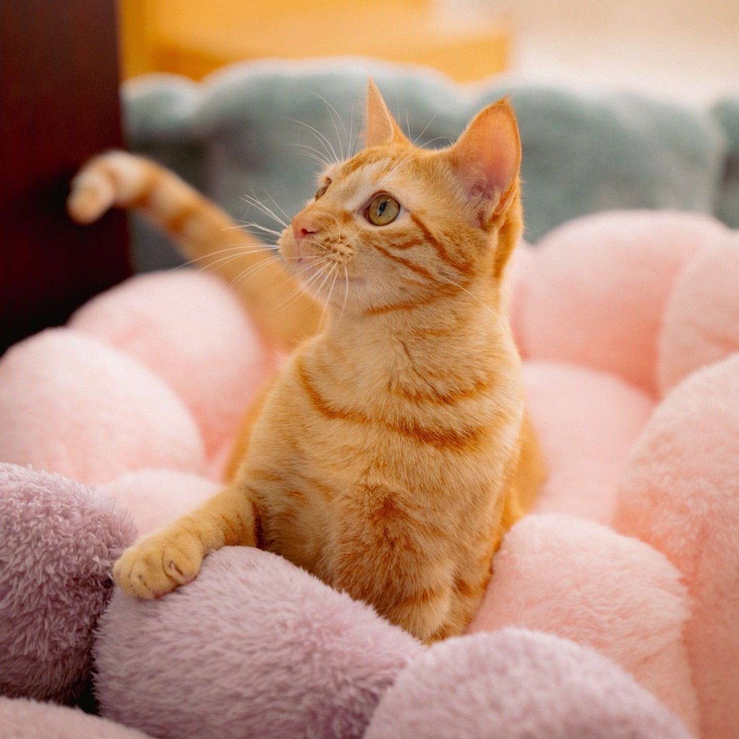camas para gato