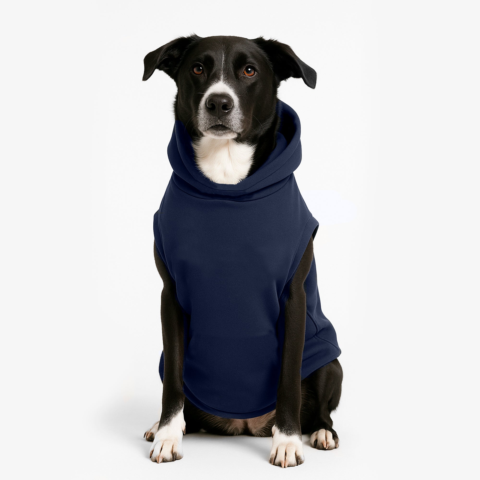HODDIE-AZUL-DOG-2.jpg