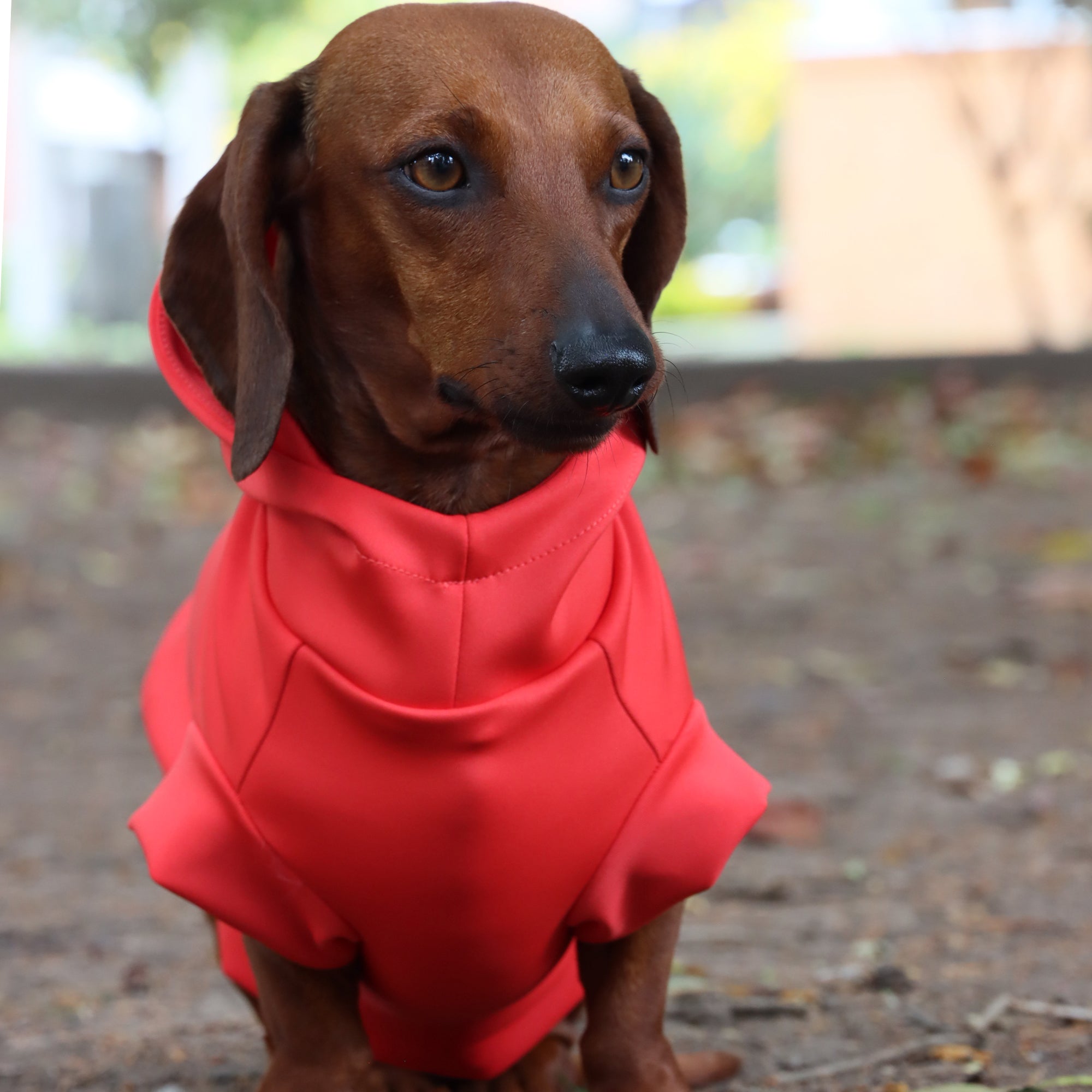 Hoodie Better Together Para Perro