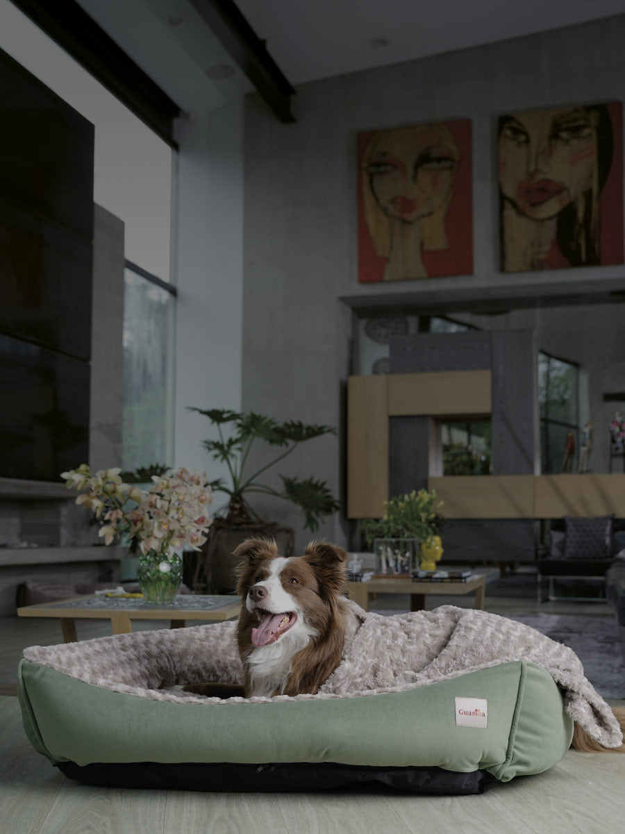 MOBILE-GUAMBA-PERROS-GATOS-PREMIUM.jpg