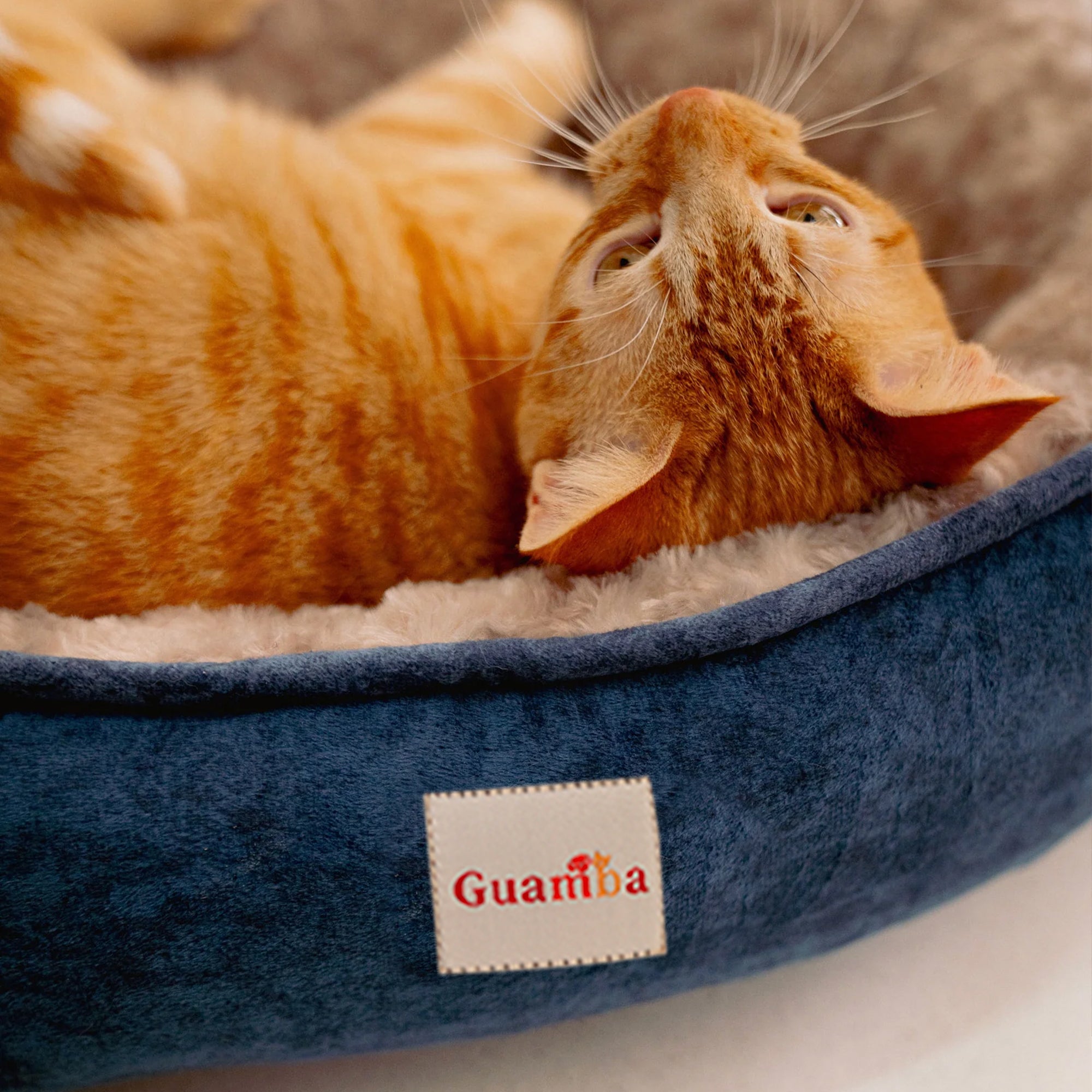 PARIS-GATO-8.jpg
