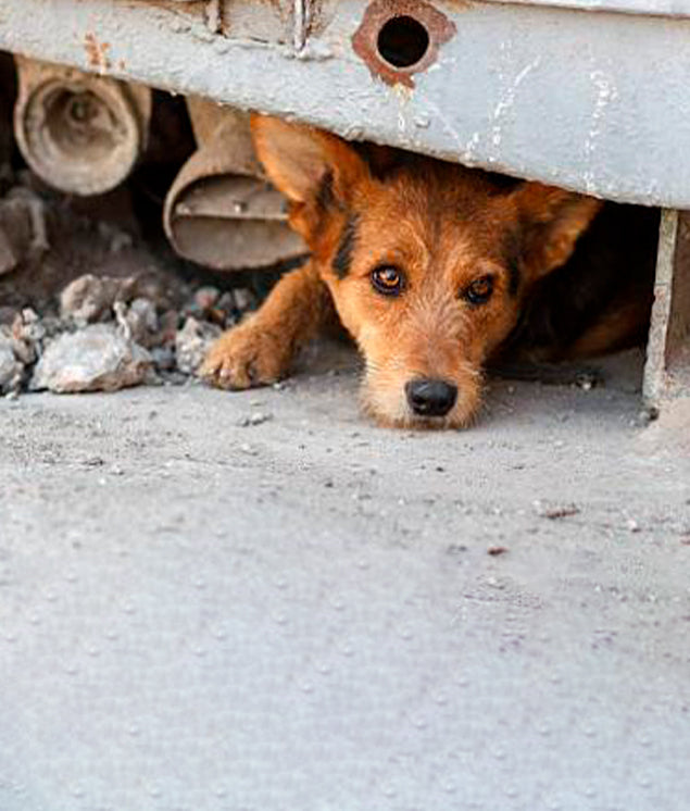 PERRO-TERREMOTO-COLOMBIA.jpg