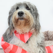 Bandana para mascota Funny