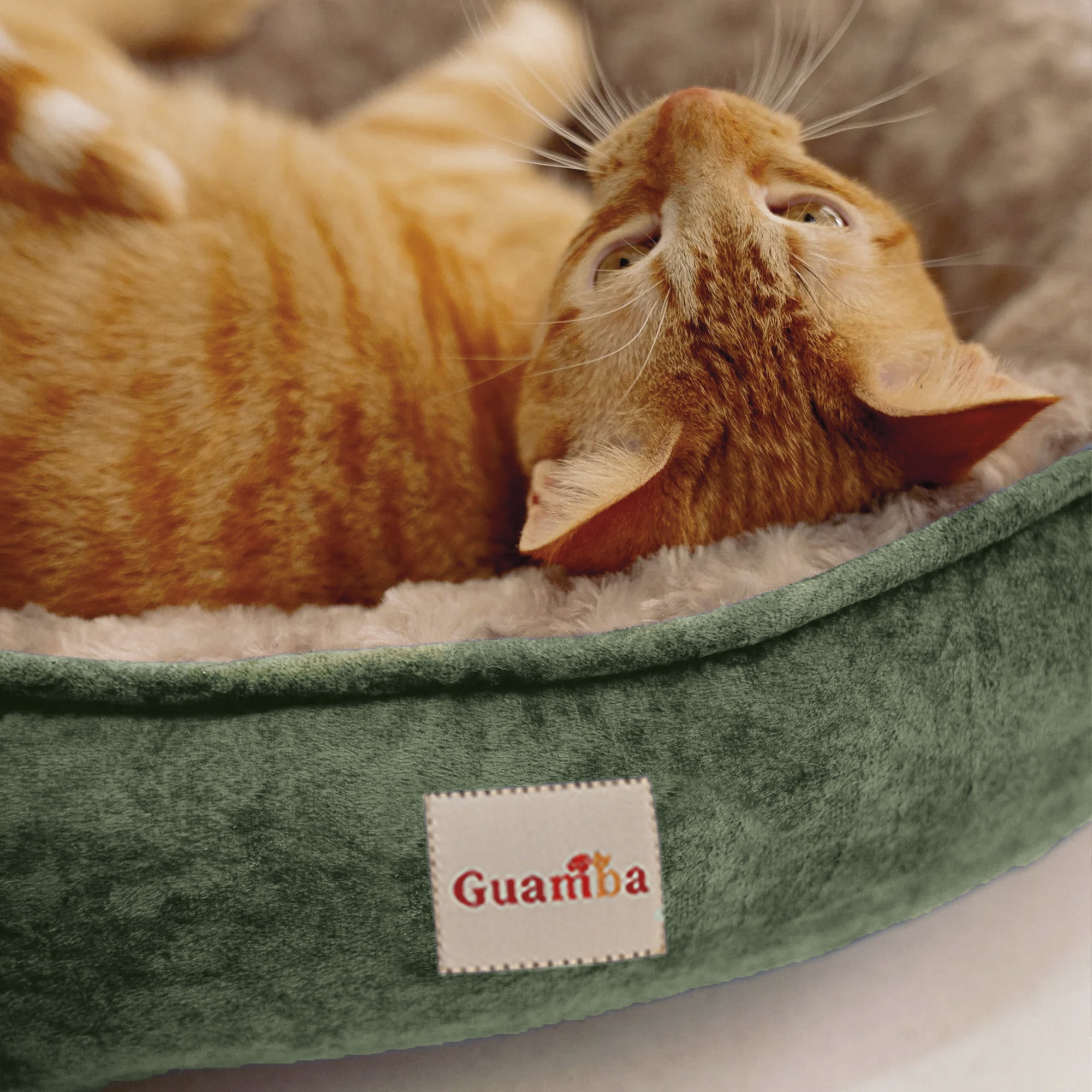 Camas París para gato