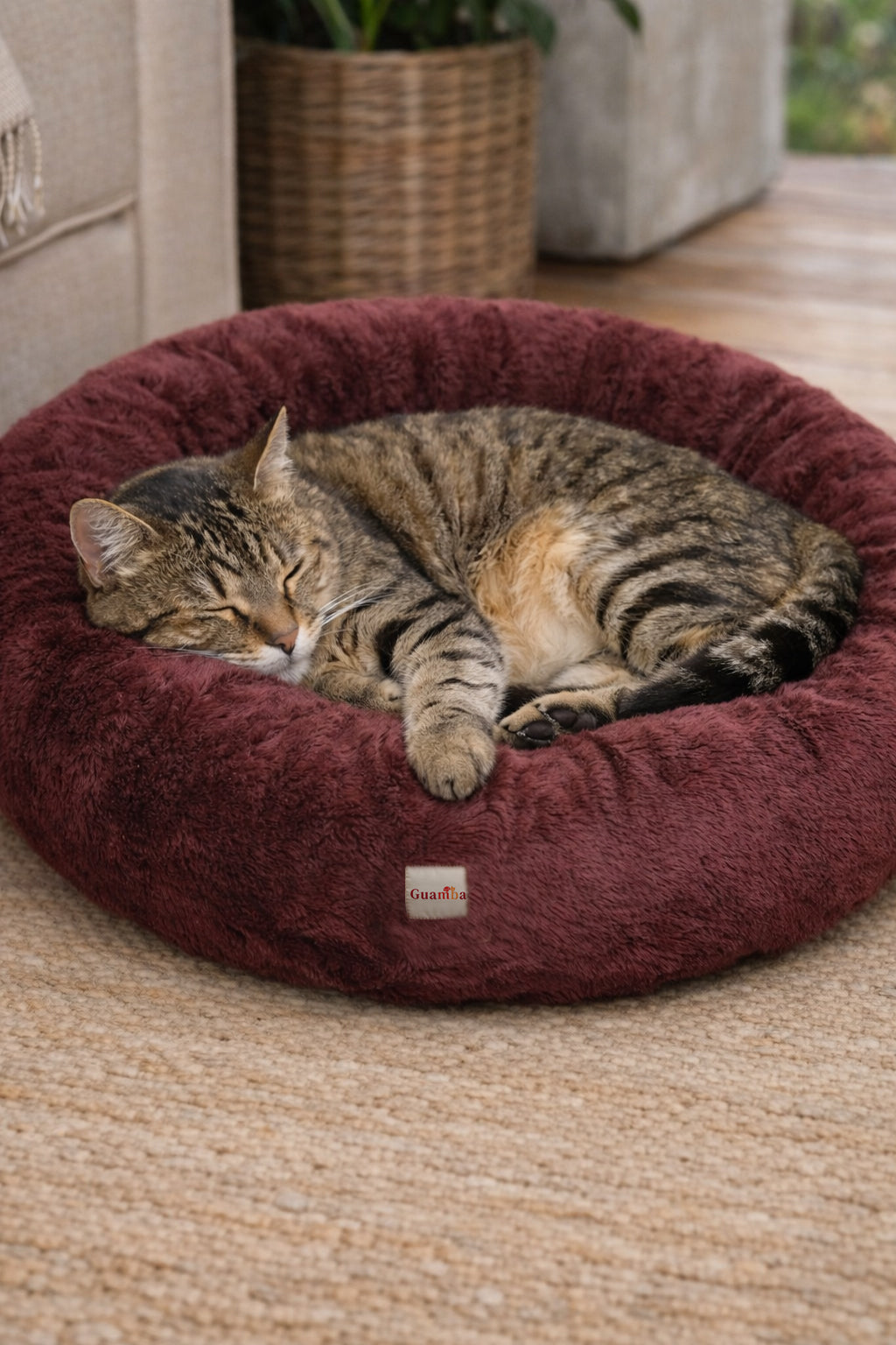 gato-2-donut.jpg