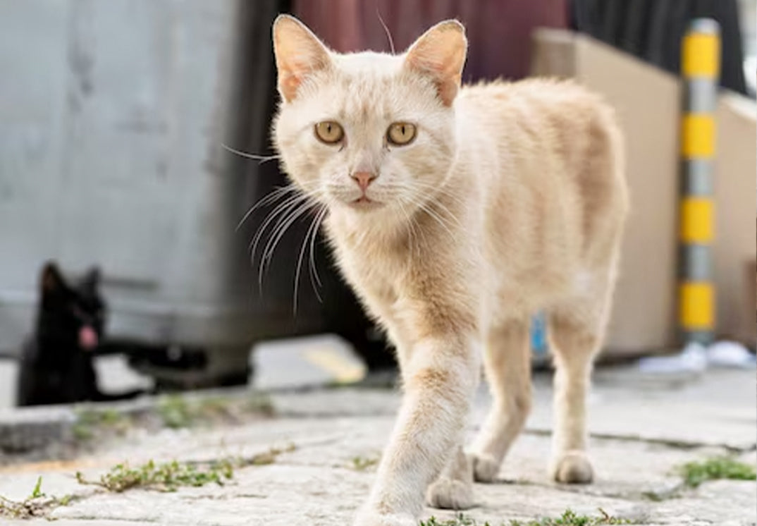 gato-perdido-terremoto-colombia.jpg