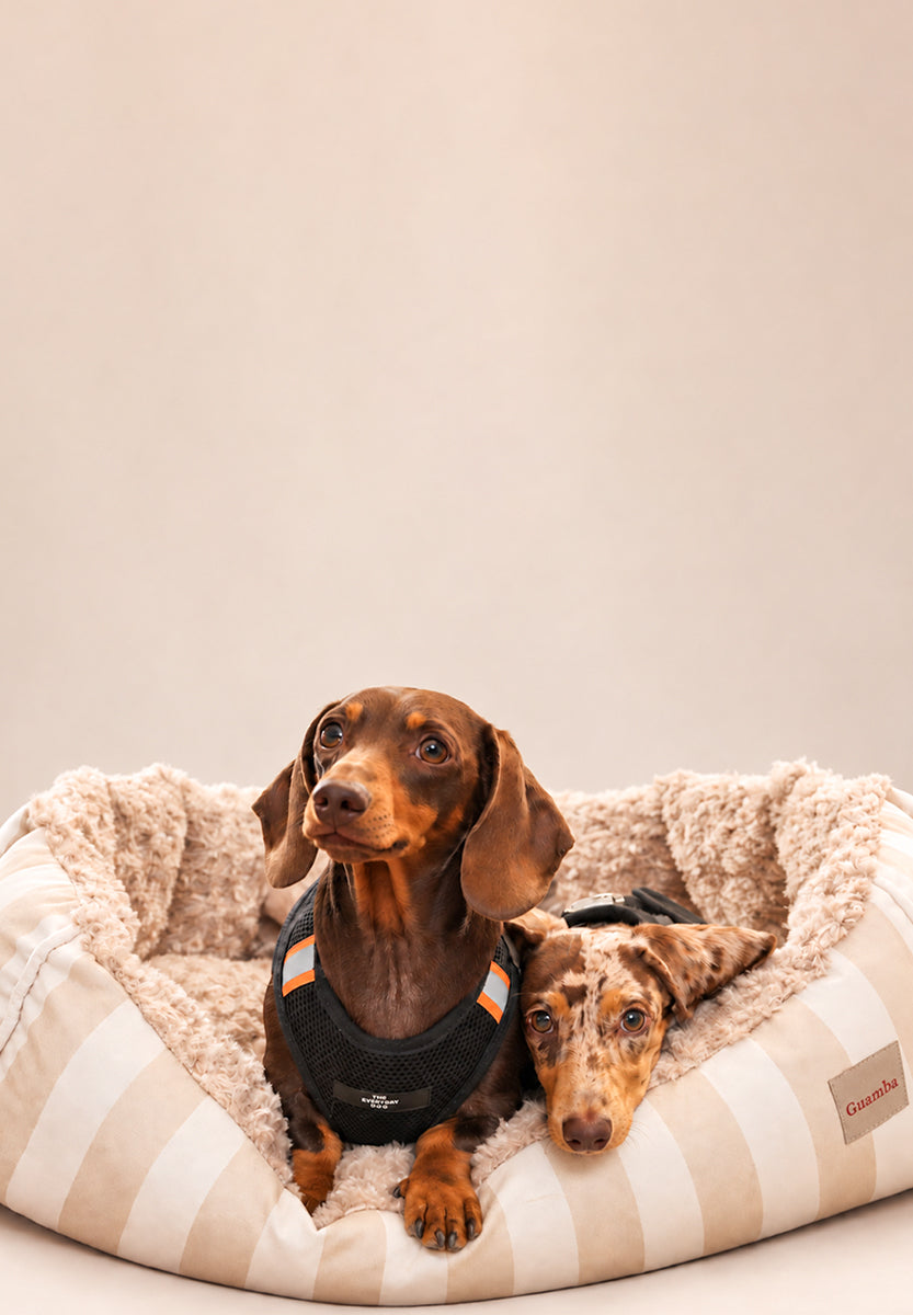 nuevo-banner-web-funny-almendra.jpg