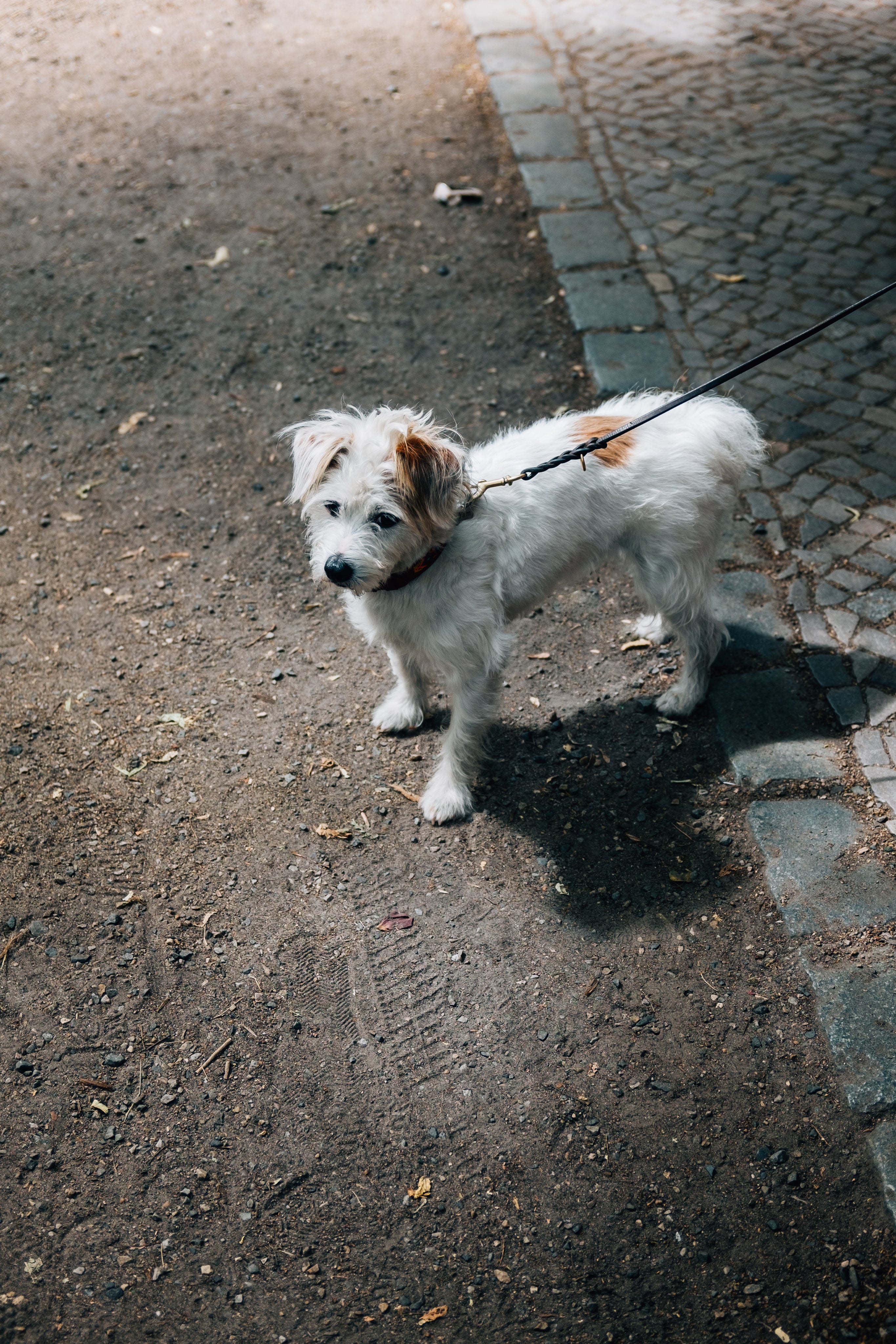 small-white-dog-stands-on-a-dirt-road.jpg