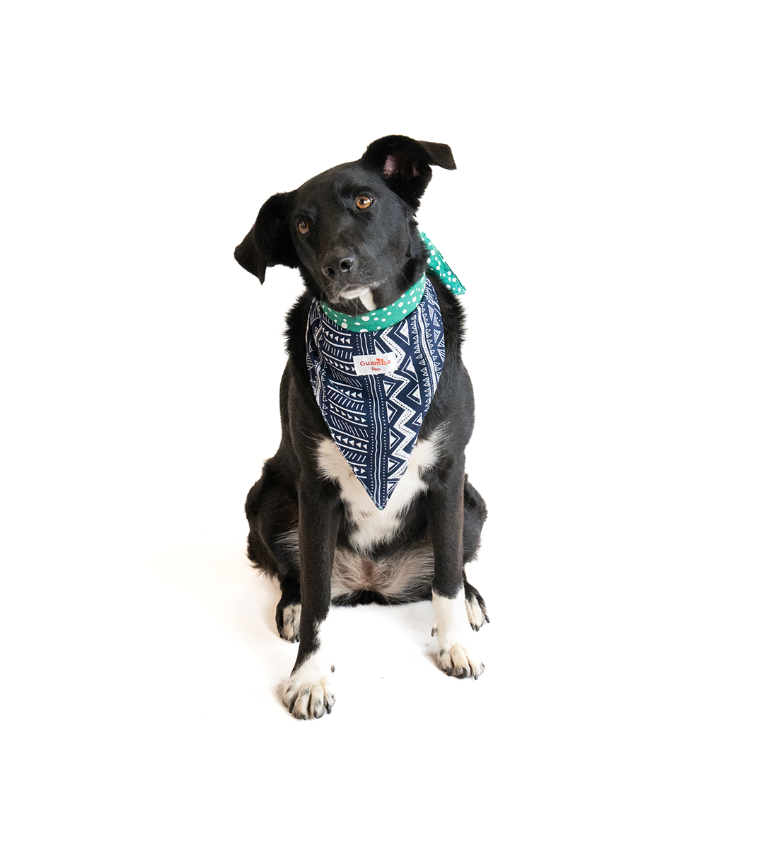 Bandana Para Perro Flow