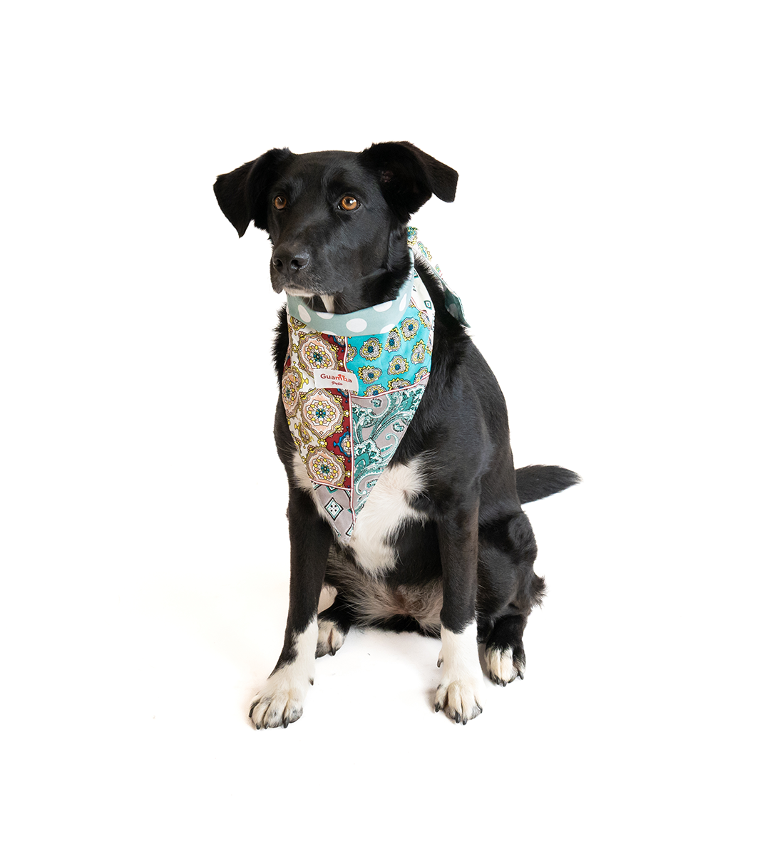 Bandana Para Perro Hip Hop