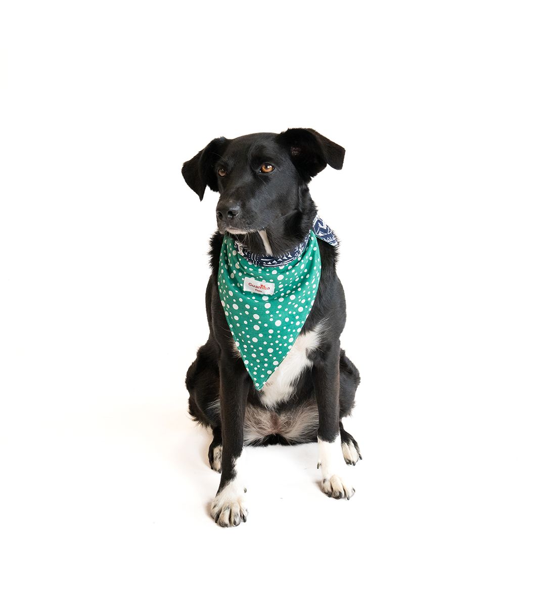 Bandana Para Perro Flow