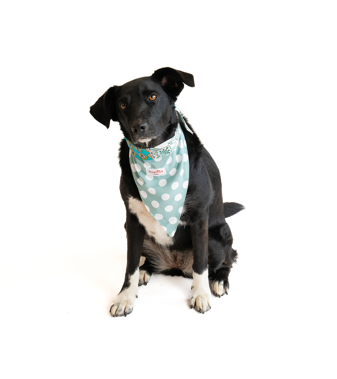 Bandana Para Perro Hip Hop