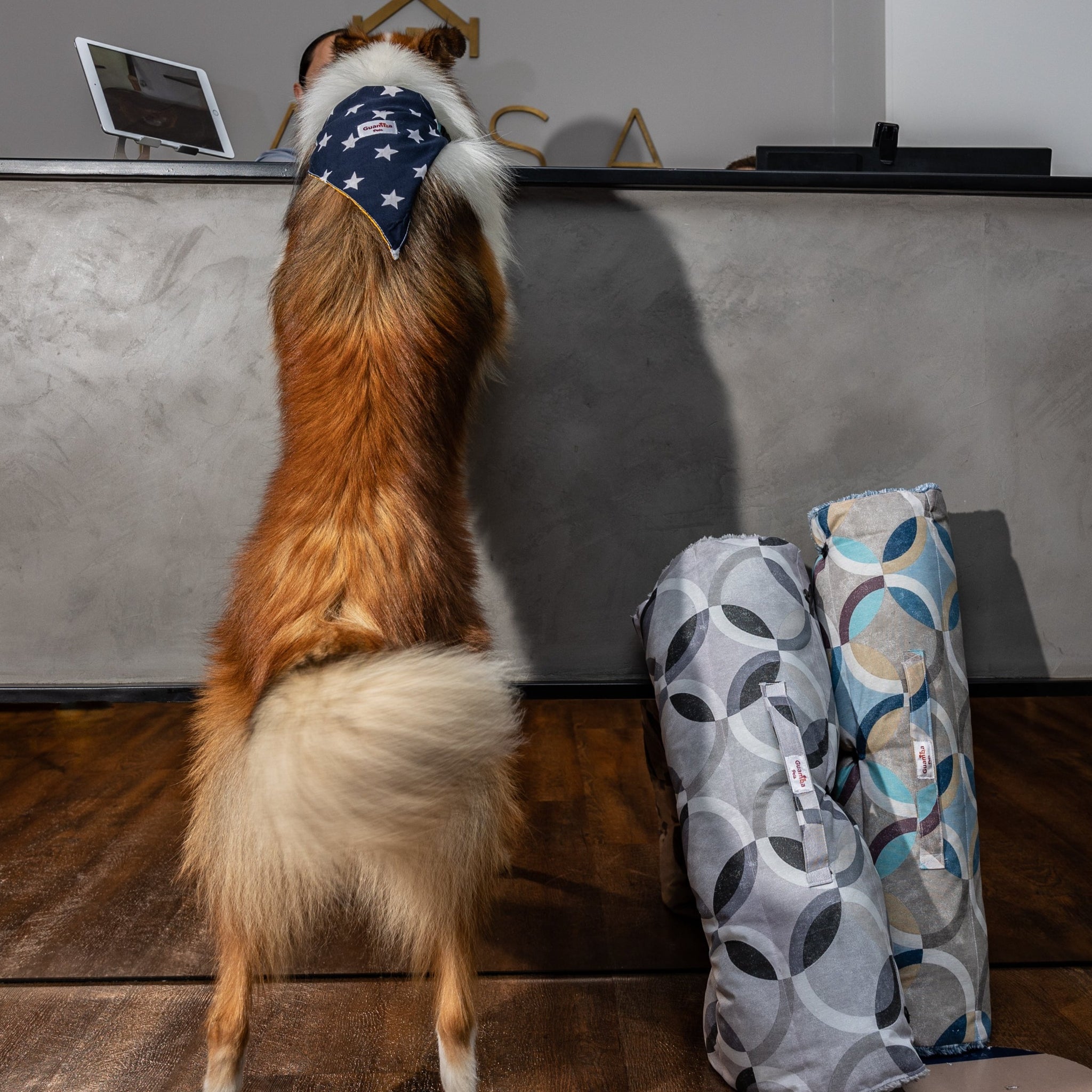 Cama para perro portable Guamba travel roll Milan