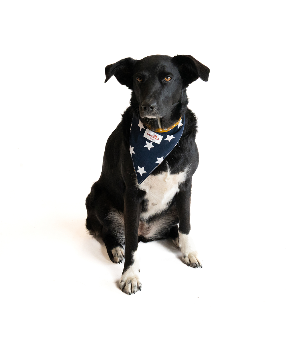 Bandana Para Perro Salsa