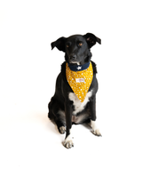 Bandana Para Perro Salsa